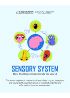 Sensory System.pdf